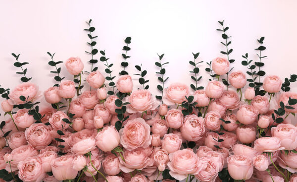 Fototapety 3D Rosa Inglesa White różowe tło | fototapeta kwiaty