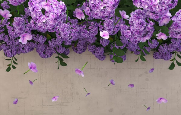 Fototapety 3D Ortensie przykład lekkiej ściany | fototapeta kwiaty