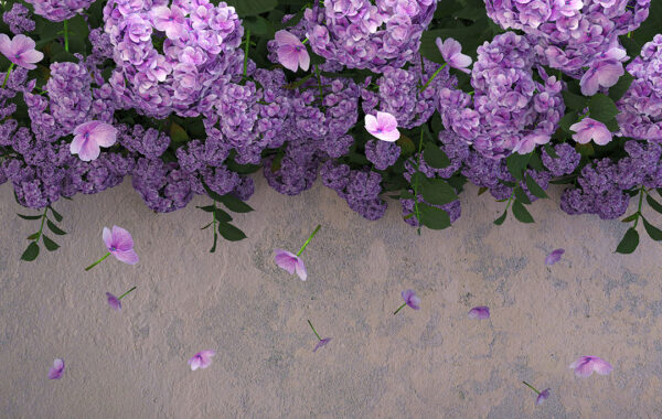 Fototapety 3D Ortensie ściana z różowymi odcieniami | fototapeta kwiaty
