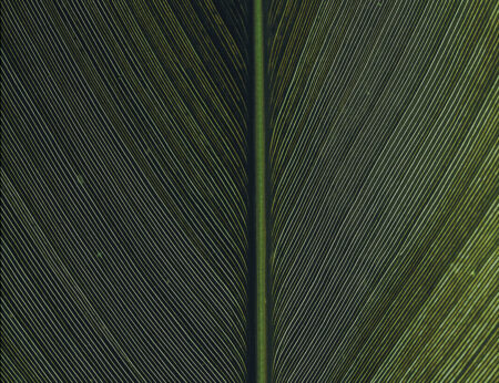 Fototapety Strutturato Green Leaf przykład | tapety 3d