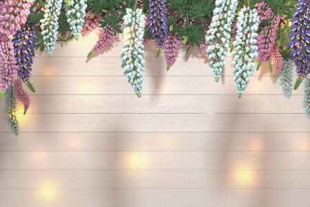 Fototapety Lupin Sunlight White Tree Bloom tablic świetlnych | fototapeta 3d