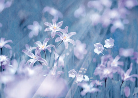 Fototapety Fiori niebieskie odcienie | fototapeta kwiaty