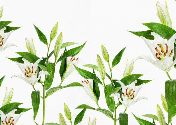 Fototapeta jasne lilie na białym tle