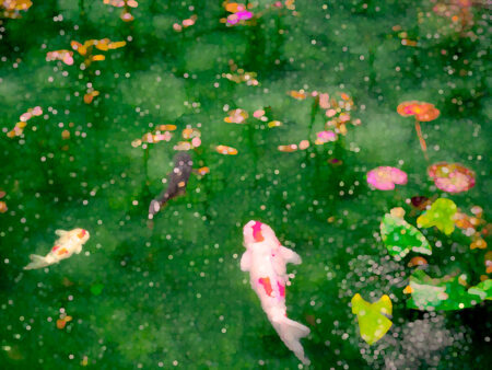 tapety koi ryb w wodzie na zielonym tle